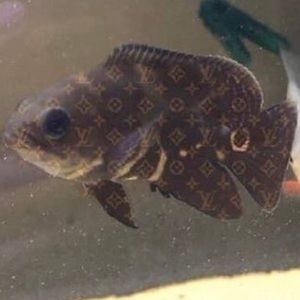 Meet your Posher, Manuel